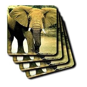 African Elephant - Set Of 4 Ceramic Tile Coasters by 3dRose LLC