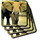 Wild animals - African Elephant - Coasters
