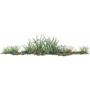 Grasses