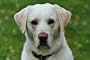 Comment �duquer et soigner son chien ?