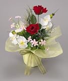 ���G�}�A�[�g�t�����[�@�`�Q�T�O�T�|�Q�T�@