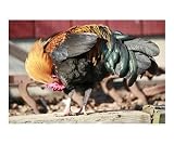Lost My Pants Animals Photographic Poster Print by Old School Gallery, 10x8