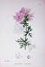 Botany Plants C1902 Musk Mallow Malva Moschata Flower