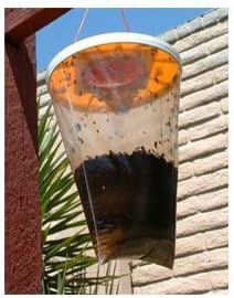 Flies Be Gone - Non Toxic Fly Trap - 5 pack by Flies Be Gone