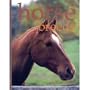 The Handbook of Horse Breeds
