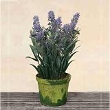 Deko Lavendel im Topf