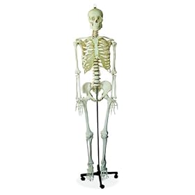 66FIT Human Skeleton - Life Size - 170cm Tall
