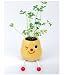 Taterpot Slim - Herb Plant by noted - OREGANO