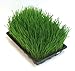 Hard Red Wheat - 1 Lbs - Excellent For Growing Wheatgrass to Juice, Food Storage, Grinding to Make Flour & Bread, Grain, Ornamental Wheat Grass, and Sprouting Seed