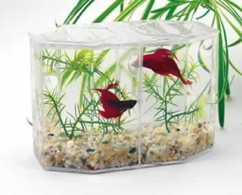 Betta Hex Dual Mini Tank Kit (Catalog Category: 