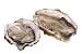 Wallmonkeys Peel and Stick Wall Decals - Isolated Image of Fresh Oysters. - Removable Graphic