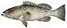 Fish Stix - Gag Grouper Decal