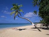 Les Salines Beach, Near Sainte Anne, Martinique, Lesser Antilles Art Photographic Poster Print by Yadid Levy, 16x12