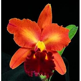 Blc Melinda Wheeler 'Mendenhall' HCC/AOS x Blc Dickie Brooks 'Autumn Symphony'