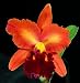 Blc Melinda Wheeler 'Mendenhall' HCC/AOS x Blc Dickie Brooks 'Autumn Symphony'