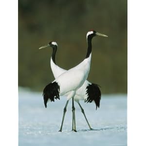 Pair of Japanese or Red-Crowned Cranes Photographic Poster Print by Tim Laman 18x24