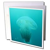 Danita Delimont - Jellyfish - Blue Blubber Jellyfish invertebrate, Australia-AU01 POX0140 - Pete Oxford - 12 Greeting Cards with envelopes (gc_72748_2)