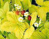 Golden Alexandria Strawberry 100 Seeds / Seed - B000U05XBQ