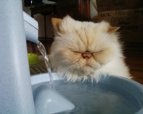 Drinkwell Original Pet Fountain