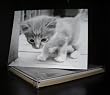 Talk to the Paw! Birthday Greeting Cards - Live it up