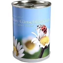 G�nsebl�mchen Daisy in der Dose MacFlowers