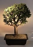 Baby Jade Bonsai Tree.(Portulacaria Afra)