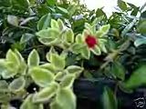 Ice Plant Red Apple Variegated ~Red Flowers~