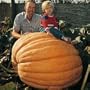 Thompson & Morgan 'Dill's Giant Atlantic' PUMPKIN SEEDS