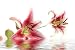Beautiful Flower in Water - 36