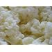 KEFIR GRAINS - LIVE ORGANIC