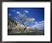 Almond Tree in Bloom, Zelve, Cappadocia, Anatolia, Turkey, Eurasia Framed Art Poster Print by Marco Simoni, 22x18