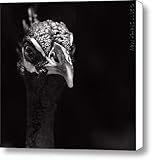 IMAGE OF Pikake Canvas Print / Canvas Art - Artist Sharon Mau