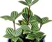 Radiator Peperomia - Easy to Grow House Plant - 4
