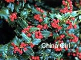 China Boy / China Girl Holly Plants - It takes 2 to Tango ! - B000OHFLP8