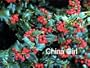 Ilex China Boy & China Girl Holly Plants 3 inch pot (2 plants)