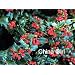 Ilex China Boy & China Girl Holly Plants 3 inch pot (2 plants)