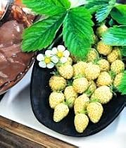 STRAWBERRY - 'RARE' YELLOW WONDER - GARDEN FRUIT SEEDS
