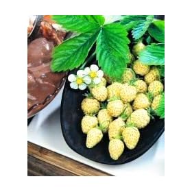 STRAWBERRY - 'RARE' YELLOW WONDER - GARDEN FRUIT SEEDS