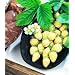 STRAWBERRY - 'RARE' YELLOW WONDER - GARDEN FRUIT SEEDS