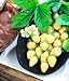 STRAWBERRY - 'RARE' YELLOW WONDER - GARDEN FRUIT SEEDS