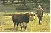 Lyndon B Johnson & Friend Postcard