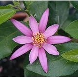 Lavender Star Flower Bonsai Starter Tree -Grewia-Indoor