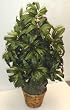 42" Mango Bush (red/green)