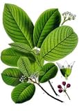 Cascara Sagrada Herbal Capsules