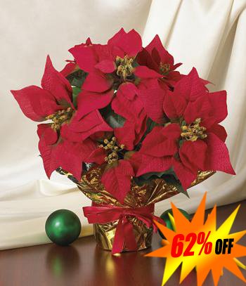Poinsettia