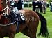 Wallmonkeys Peel and Stick Wall Decals - Racehorse - Removable Graphic
