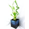 BUY : 9GreenBox - Live Spiral 7 Style Lucky Bamboo Plant Arrangement with Black/Blue Square Lucky 7 Ceramic Vase
