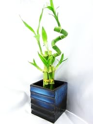 9GreenBox – Live Spiral 7 Style Lucky…
