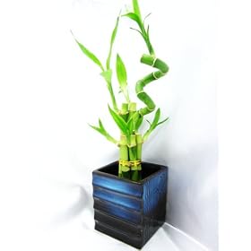 Lucky Bamboo Plant