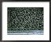 A flock of western sandpipers in flight over mudflats at high tide Styles Framed Art Poster Print by Joel Sartore, 22x18